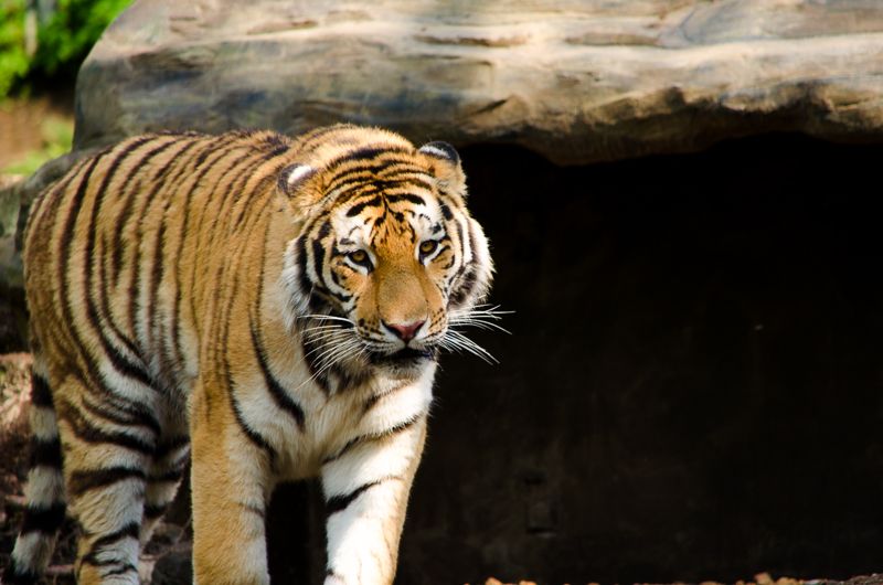 A tiger stepping out of a shaded rock den, staring toward the camera
