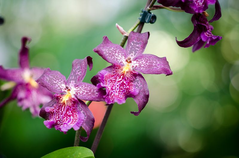 Magenta orchids against a soft green background in a conservatory